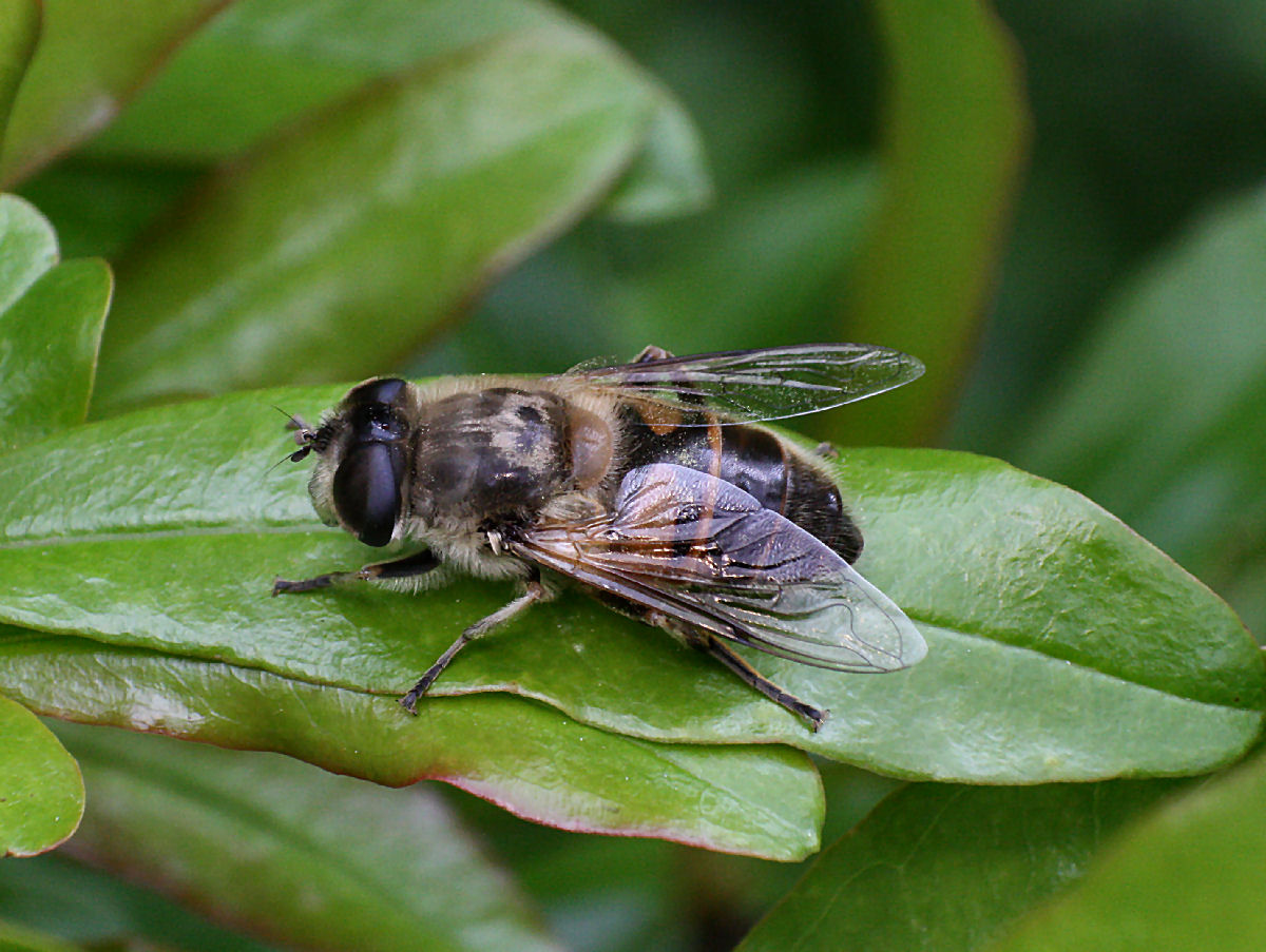 Eristalis sp.